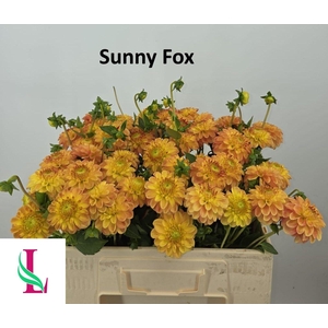 Dahl Sunny Fox