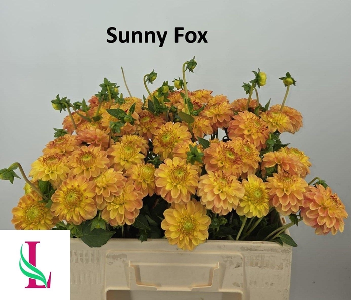 <h4>Dahl Sunny Fox</h4>