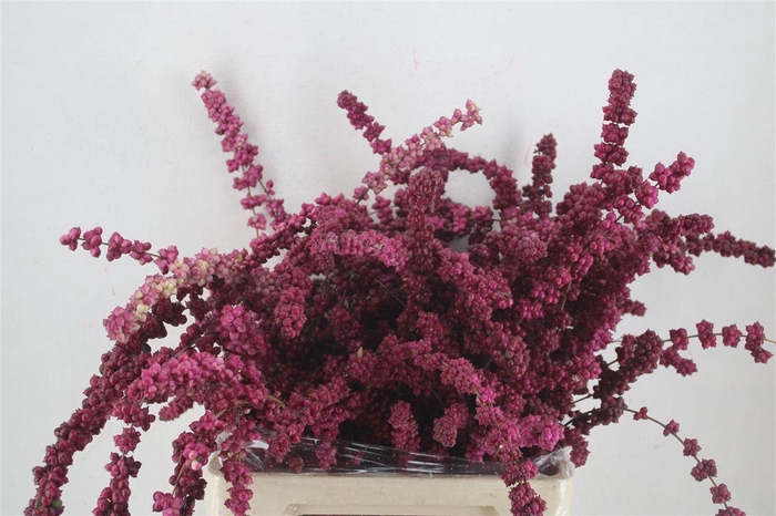 <h4>Symphoricarpos Mini Lilac P Bunch</h4>