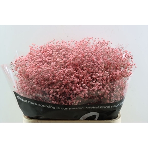 Gyps Grof Pink (dip)