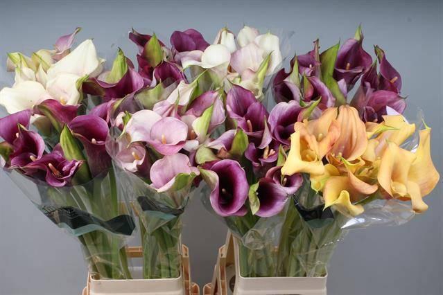 <h4>ZANT GEM IN FUST</h4>