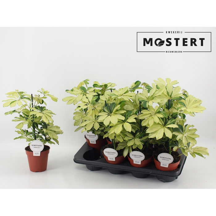 <h4>SCHEF AR MELANIE</h4>