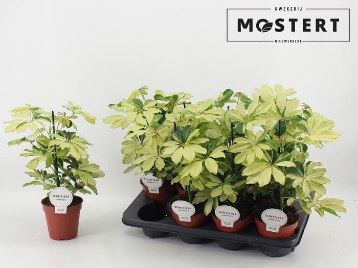 <h4>SCHEF AR MELANIE</h4>