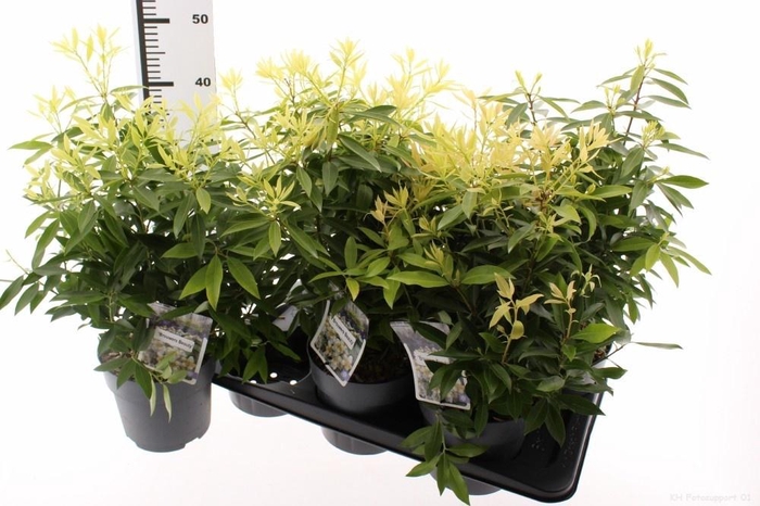 <h4>PIERIS FLORIBUNDA</h4>