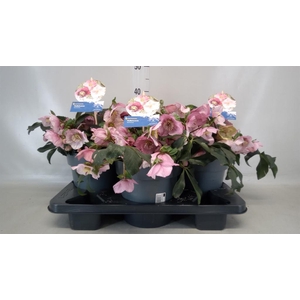 Helleborus  'Atrorubens'