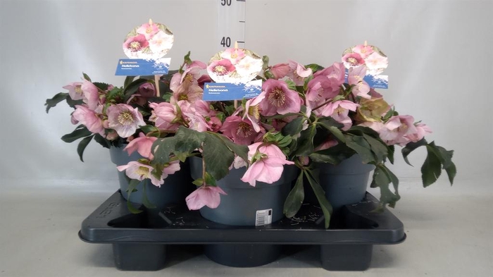 <h4>Helleborus 'Atrorubens'</h4>