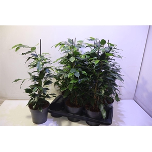 arr8 Fic Be Danielle