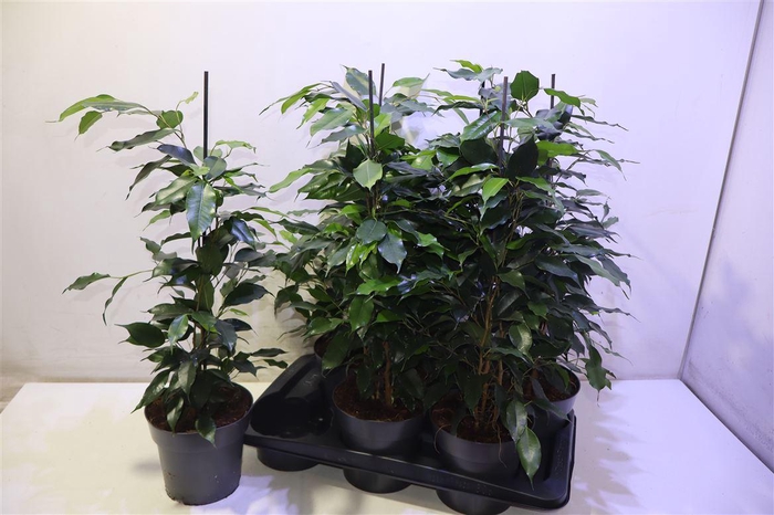 <h4>Fic Be Danielle</h4>