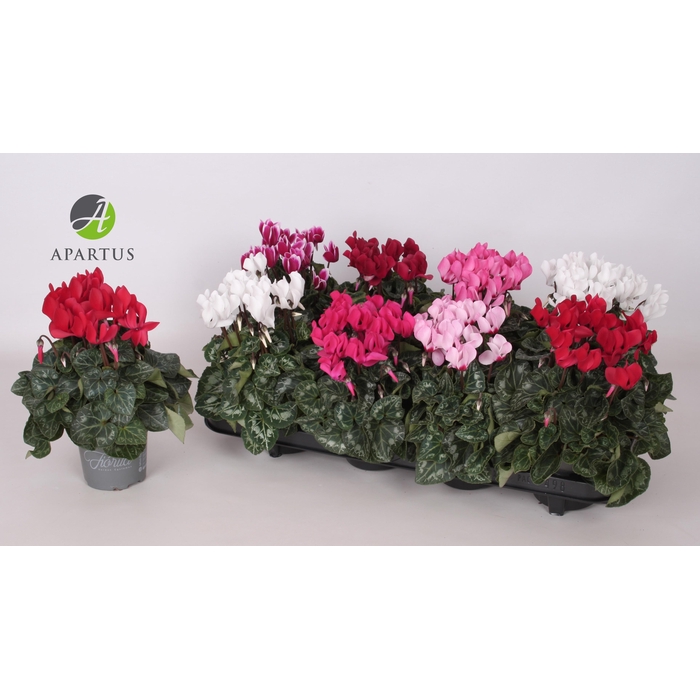 <h4>Cyclamen persicum Super Serie Carino 10,5Ø 20cm</h4>