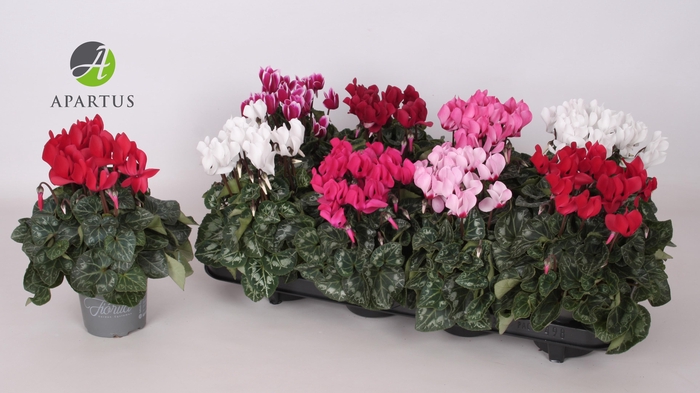 Cyclamen persicum Super Serie Carino 10,5Ø 20cm