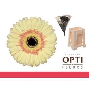 Gerbera Cartizze Water