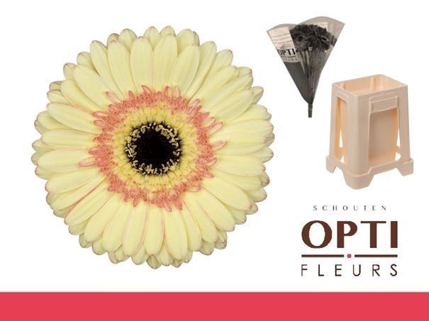 <h4>Gerbera Cartizze Water</h4>