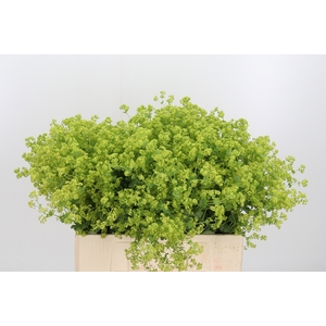 Alchimella Robusta Extra