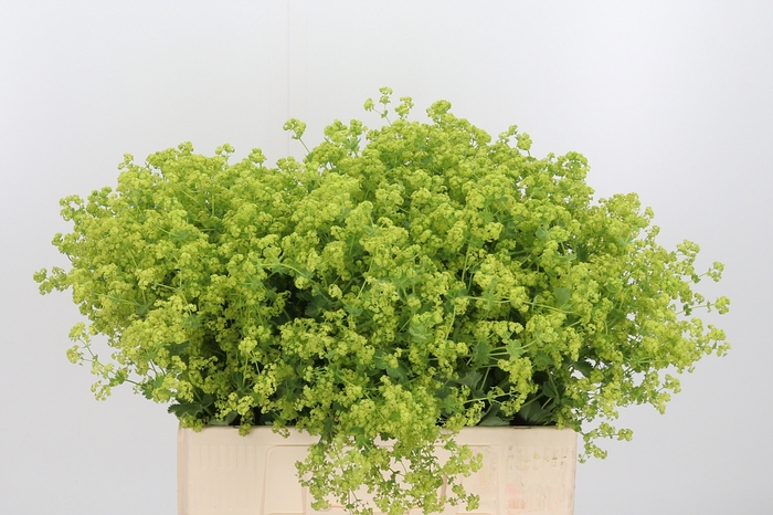 <h4>Alchimella Robusta Extra</h4>