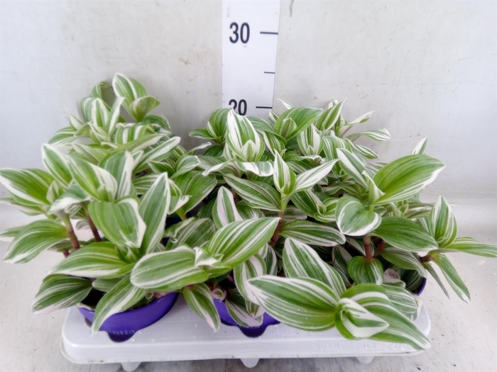 <h4>Tradescantia   ...</h4>
