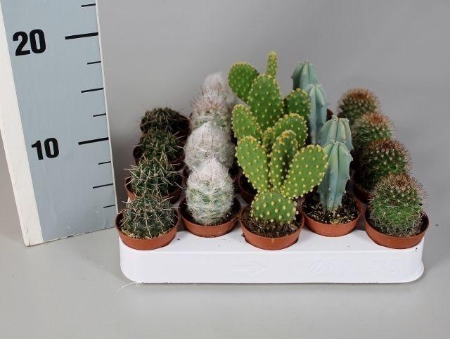 <h4>CACTUS GEM</h4>