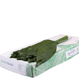 Aspidistra