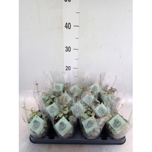 Ceropegia woodii ssp. woodii