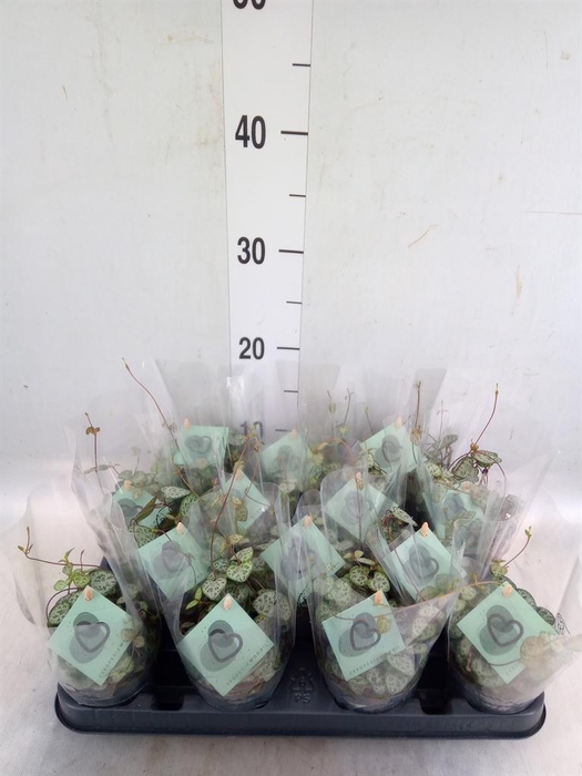 <h4>Ceropegia woodii ssp. woodii</h4>