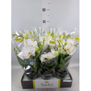 Phalaenopsis   ...white
