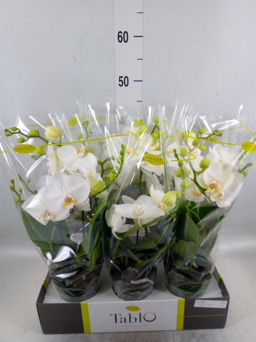 <h4>Phalaenopsis   ...white</h4>