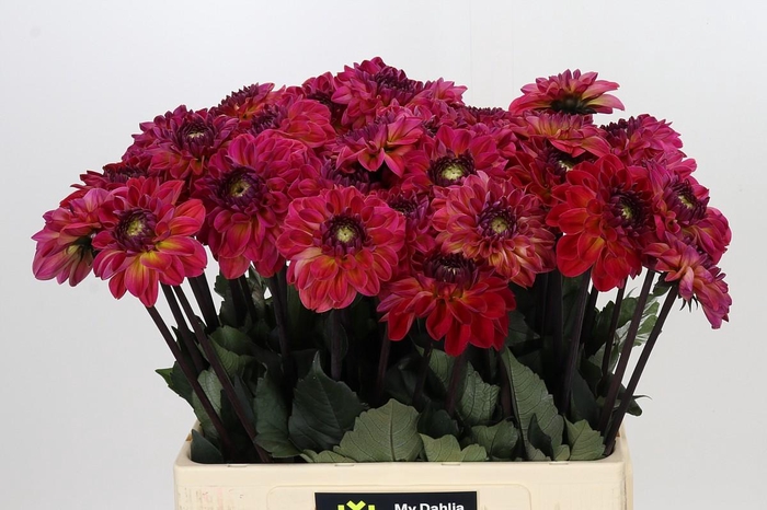 Dahlia Dancing Don