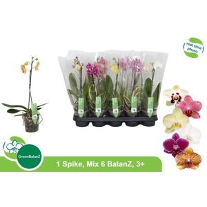 PHAL GEM 6 KL