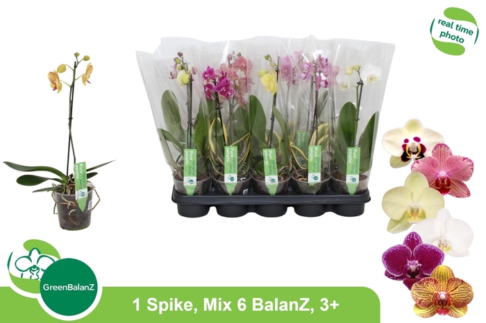 <h4>PHAL GEM 6 KL</h4>
