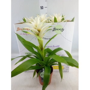 Guzmania  'Deseo White'