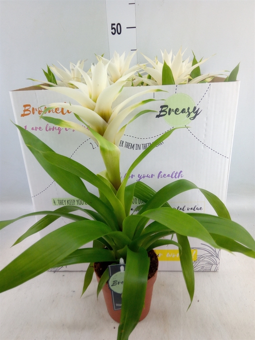 <h4>Guzmania  'Deseo White'</h4>