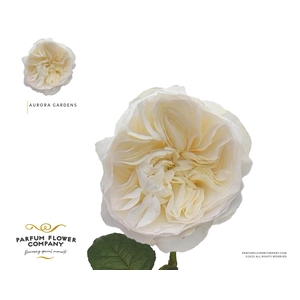 Rosa Garden Aurora Gardens