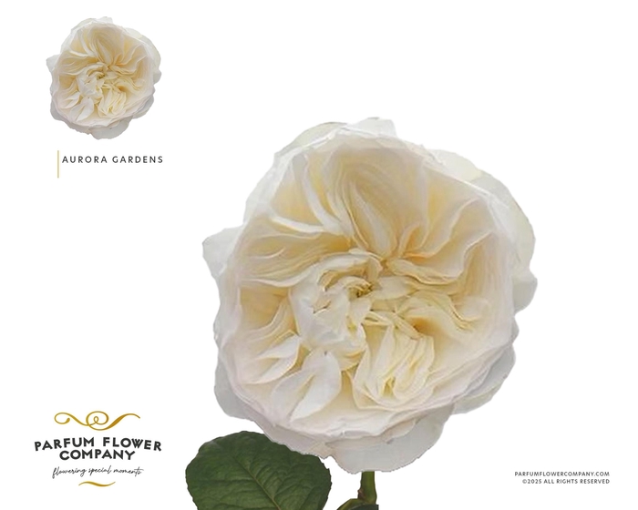 Rosa Garden Aurora Gardens