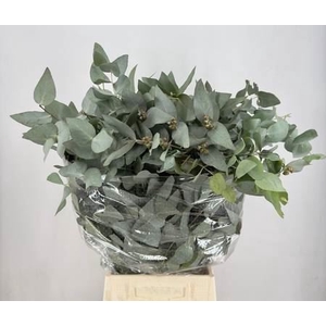 EUCALYPTUS CINEREA ITALY