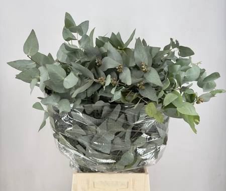 <h4>EUCALYPTUS CINEREA ITALY</h4>
