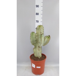 Euphorbia ingens