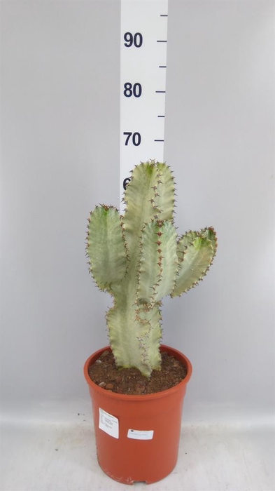 <h4>Euphorbia ingens</h4>