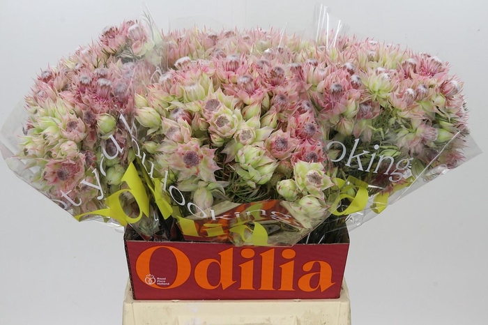 <h4>Blushing Bride Bridal Pink</h4>