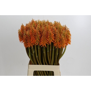 Kniphofia Eycone Orange