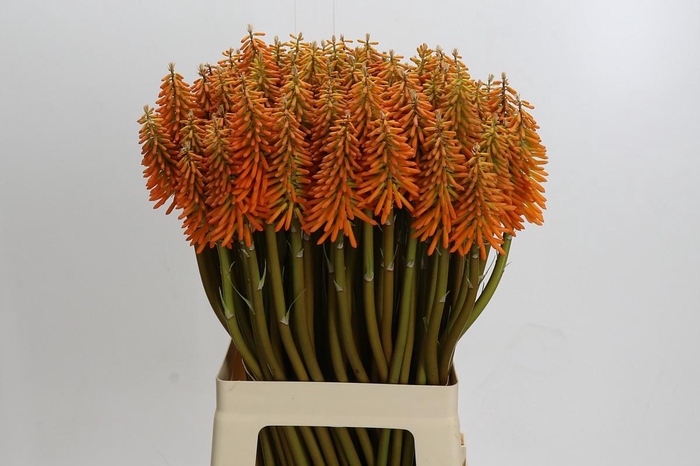 <h4>Kniphofia Eycone Orange</h4>