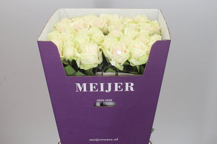 <h4>Rosa Gr Dorchester</h4>