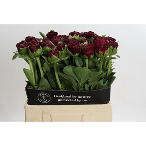 Paeonia Old Faithful