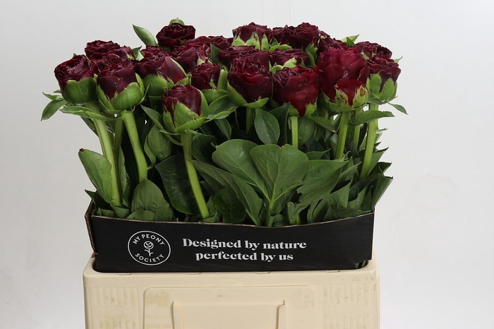 <h4>Paeonia Old Faithful</h4>