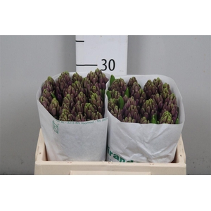 Hyac Purple Sensatio