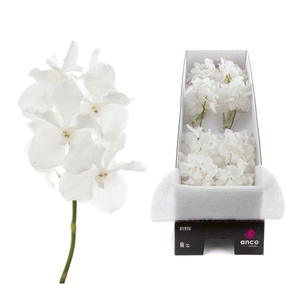 Vanda Kanchana Ansu No.1 X8