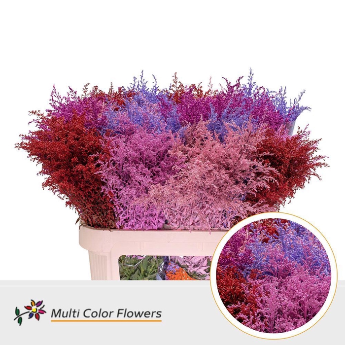 <h4>Solidago   ...colored  H%</h4>