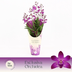Dendrobium, Berry Oda 9+ spike 'Exclusiva Orchidea' Potcover