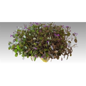 LUNARIA ANNUA PURPLE