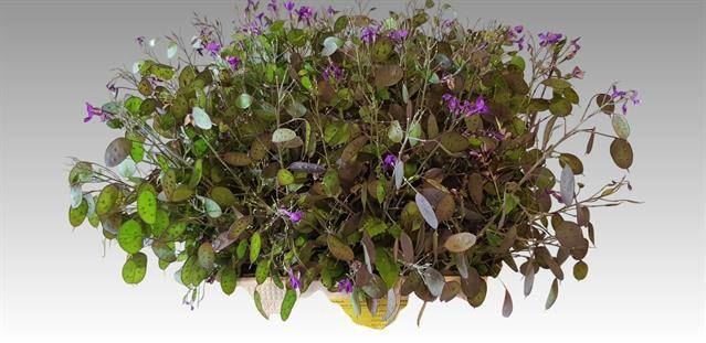 <h4>LUNARIA ANNUA PURPLE</h4>