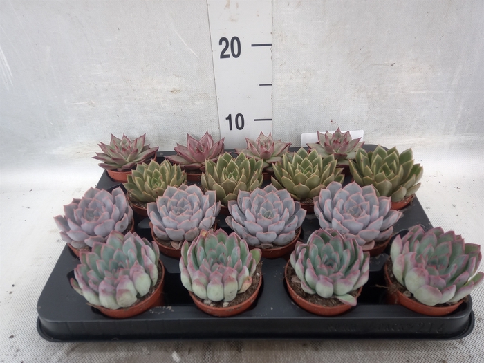 <h4>Echeveria   ...mix</h4>