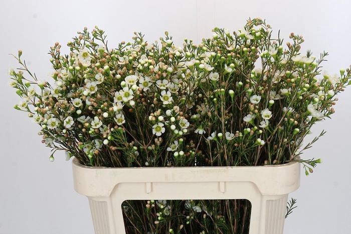 <h4>Chamelaucium Carlys White</h4>